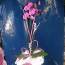 cvecara-ikebana-becej